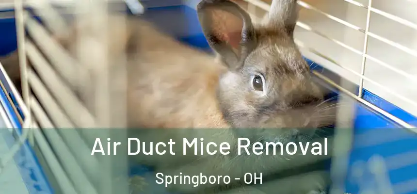  Air Duct Mice Removal Springboro - OH